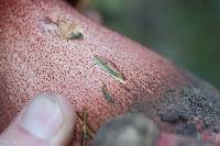 Boletus pulcherrimus image