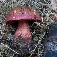 Boletus pulcherrimus image