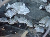 Trametes versicolor image