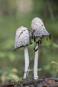 Coprinus comatus image