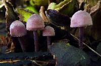 Mycena haematopus image