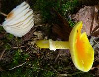 Amanita flavoconia image