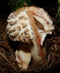 Chlorophyllum rhacodes image