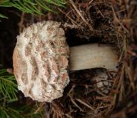 Chlorophyllum rhacodes image