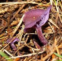 Laccaria amethystina image