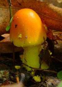 Amanita flavoconia image