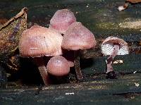 Mycena haematopus image