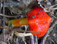 Hygrocybe conica image