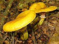 Armillaria mellea image