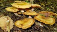 Armillaria mellea image