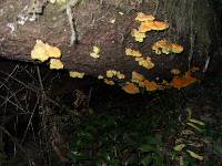 Laetiporus conifericola image