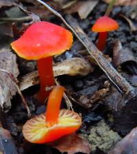 Hygrocybe coccinea image