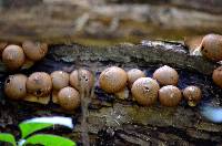 Lycoperdon pyriforme image