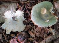 Russula aeruginea image