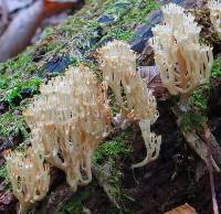 Artomyces pyxidatus image