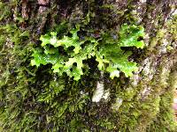 Lobaria pulmonaria image