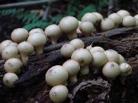 Lycoperdon pyriforme image