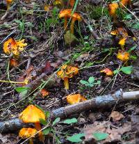 Hygrocybe conica image