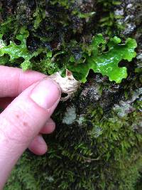 Lobaria pulmonaria image