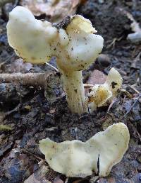 Helvella crispa image