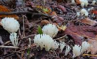 Image of Clavaria subcaespitosa