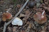 Amanita rubescens image