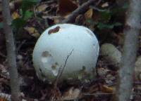 Calvatia gigantea image