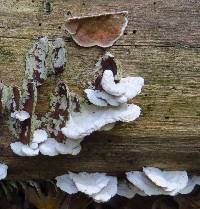 Image of Polyporus dichrous