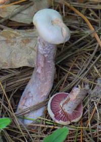 Laccaria ochropurpurea image