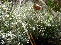 Cladonia rangiferina image