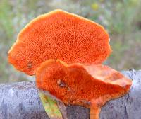 Pycnoporus cinnabarinus image