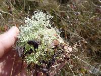 Cladonia rangiferina image