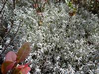 Cladonia rangiferina image