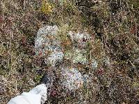 Cladonia rangiferina image