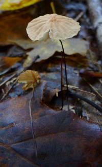 Marasmius siccus image