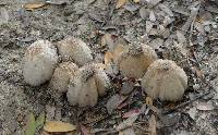 Coprinellus micaceus image