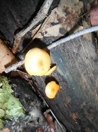 Galerina marginata image