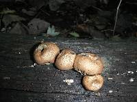 Lycoperdon pyriforme image