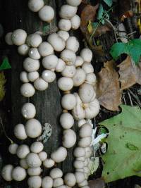 Lycoperdon pyriforme image