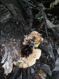 Polyporus squamosus image