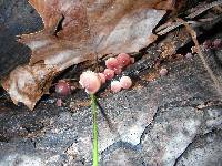 Mycena haematopus image