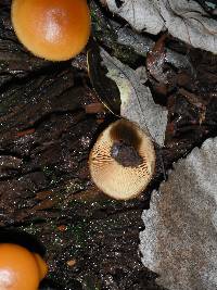 Galerina marginata image