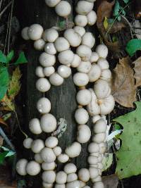 Lycoperdon pyriforme image