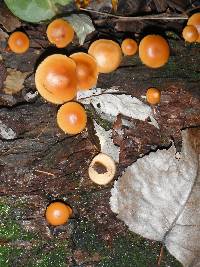 Galerina marginata image