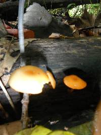 Galerina marginata image