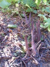 Alloclavaria purpurea image