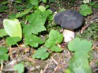 Image of Russula xerampelina