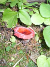 Russula sanguinaria image