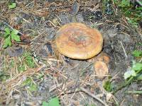 Lactarius rubrilacteus image