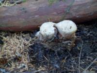 Hydnellum peckii image